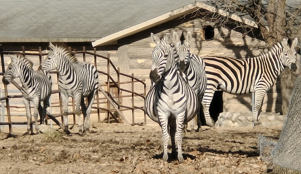 “秦嶺生態(tài)旅游季·美好西旅 詩畫秦嶺” 暨秦嶺野生動物園媒體行活動成功舉辦