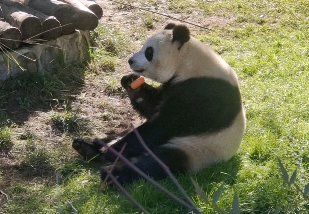 “秦嶺生態(tài)旅游季·美好西旅 詩畫秦嶺” 暨秦嶺野生動物園媒體行活動成功舉辦