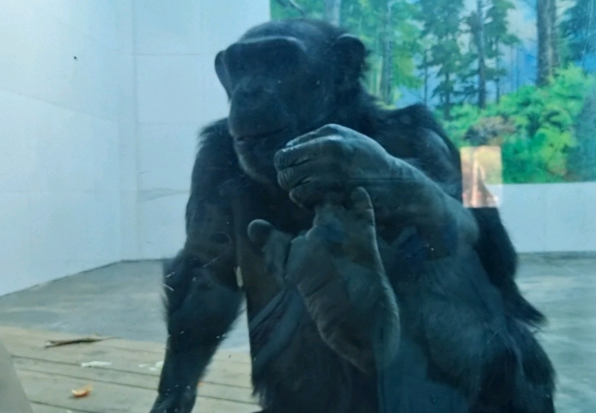 “秦嶺生態(tài)旅游季·美好西旅 詩畫秦嶺” 暨秦嶺野生動物園媒體行活動成功舉辦